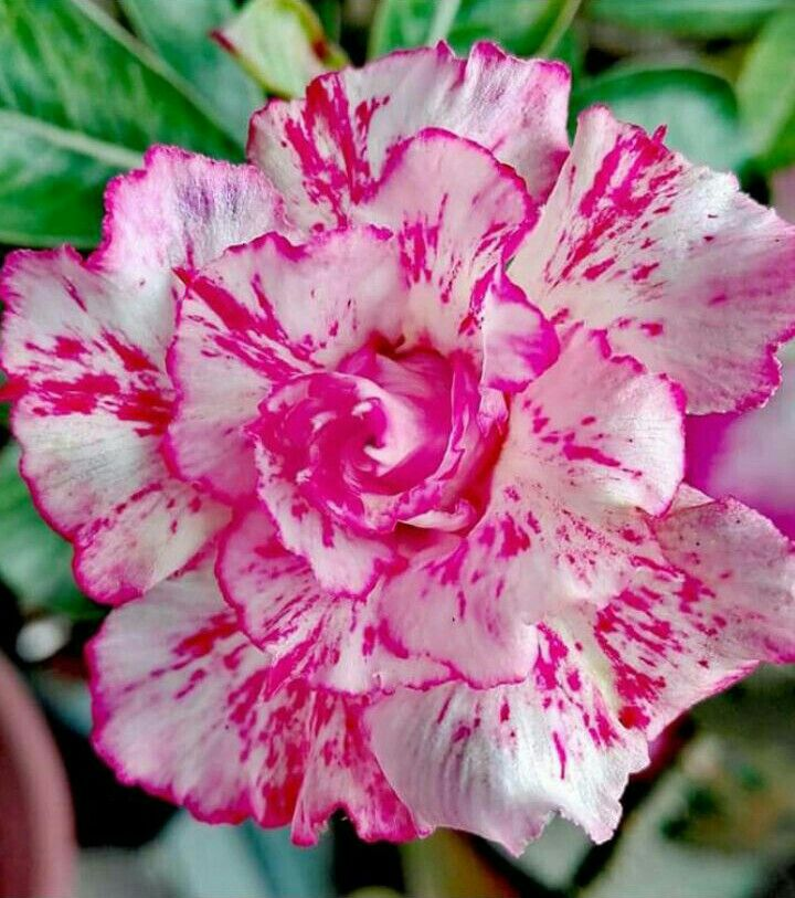 🔥Vzgojite puščavsko kraljico – zdaj po znižani ceni!🎁 😍Rada cveti, dolgo cveti 🌵 Puščavska vrtnica-SI