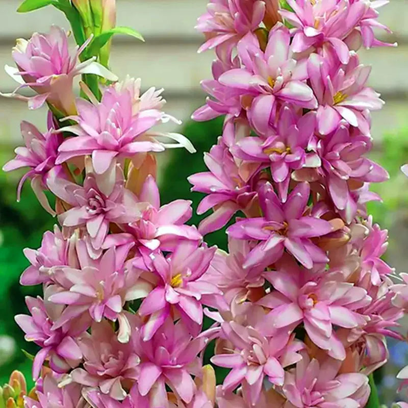 Dviguba tuberoza 🌸 - Didelis svogūninis žiedas-LT