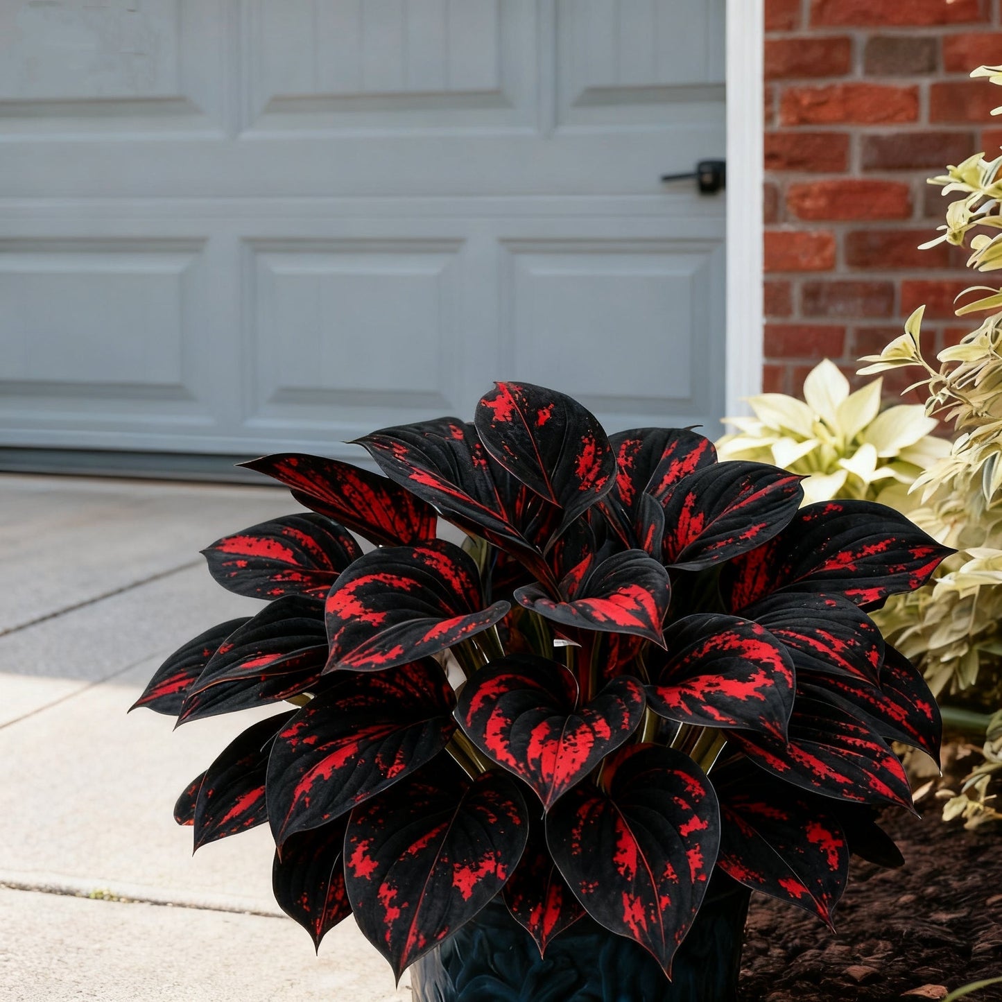 🌈🔥 Hoste z mavričnim plamenom v omejeni izdaji - redko večbarvno listje, ekskluzivno v naši trgovini 🌸-SI