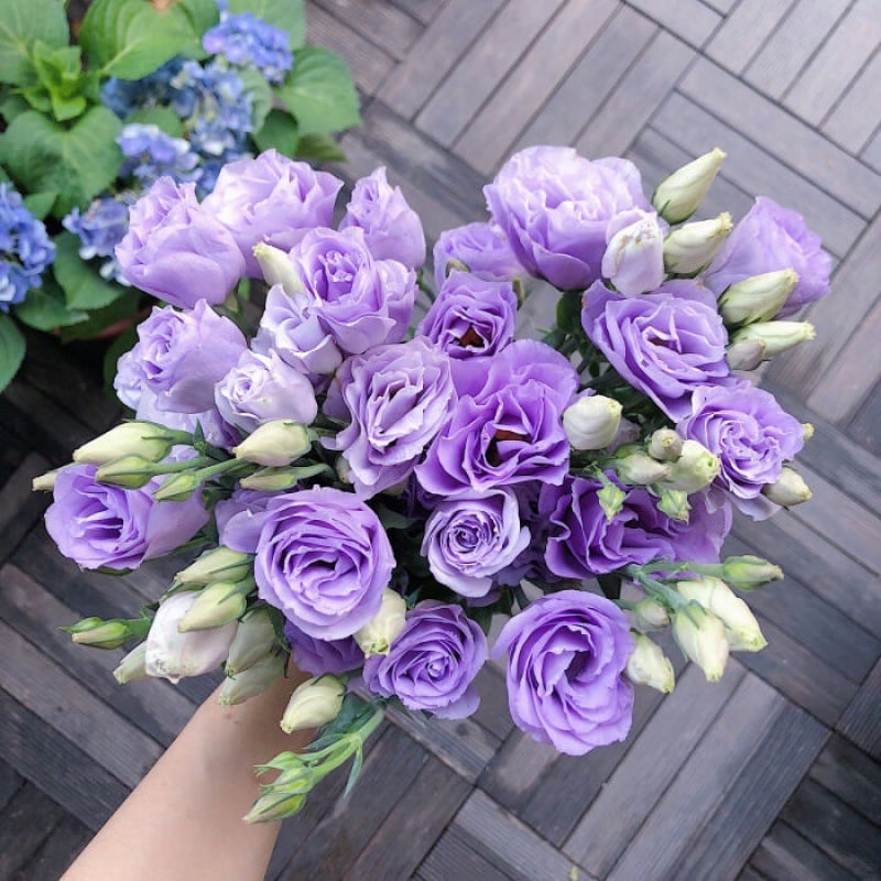 🔥Τελευταία μέρα πώλησης💝Eustoma Thornless Rose💐Σπόροι Lisianthus-GR