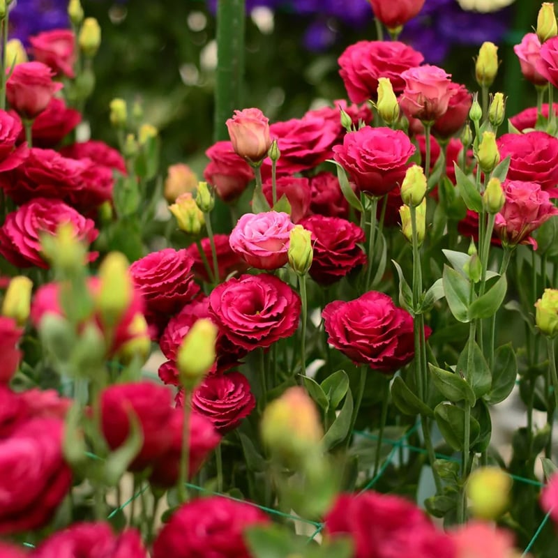 🔥Paskutinė išpardavimo diena💝Eustoma bespygliuočių rožė💐Lisianthus sėklos-LT