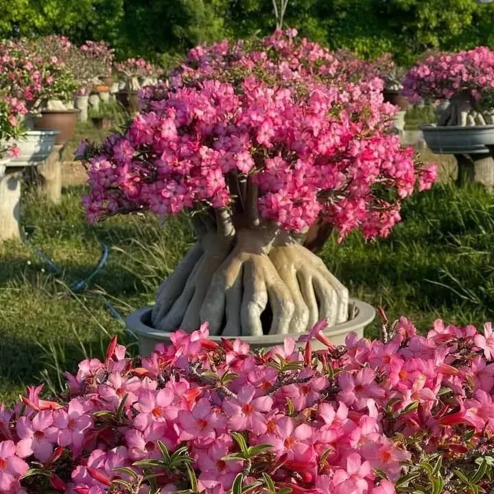 🔥Vzgojite puščavsko kraljico – zdaj po znižani ceni!🎁 😍Rada cveti, dolgo cveti 🌵 Puščavska vrtnica-SI