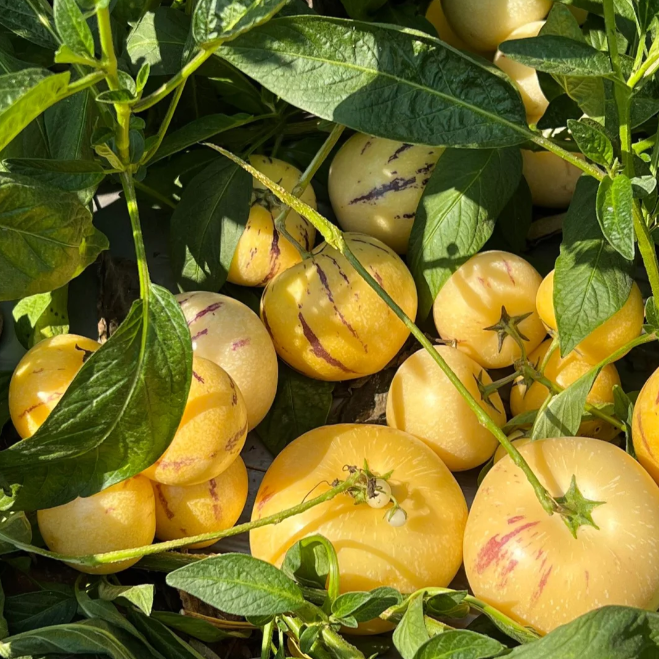Ženšenio vaisių pepino meliono sėklos-Solanum Muricatum-LT