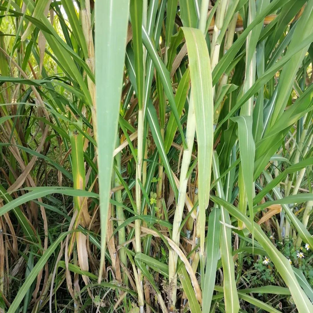 🌿Hibridna sorta sirka in sudanske trave ✅Visokorodno krmno seme-SI