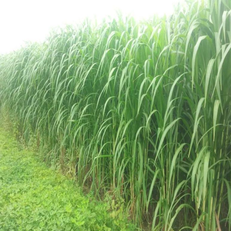 🌿Hibridna sorta sirka in sudanske trave ✅Visokorodno krmno seme-SI