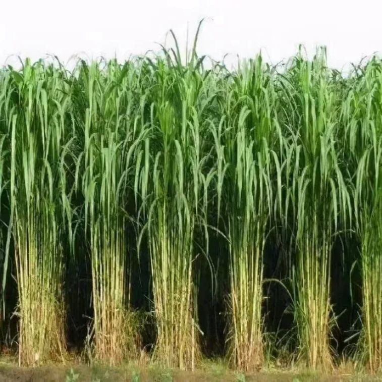 🌿Hibridna sorta sirka in sudanske trave ✅Visokorodno krmno seme-SI