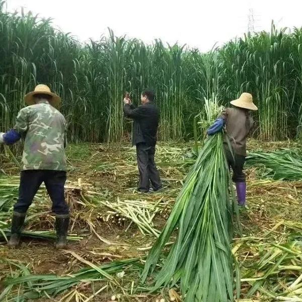 🌿Hibridna sorta sirka in sudanske trave ✅Visokorodno krmno seme-SI