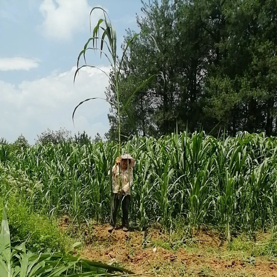 🌿Hibridna sorta sirka in sudanske trave ✅Visokorodno krmno seme-SI