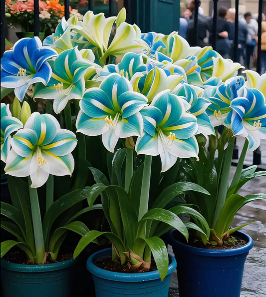 Βολβοί αρωματικής αμαρυλλίδος με διπλά πέταλα-GR