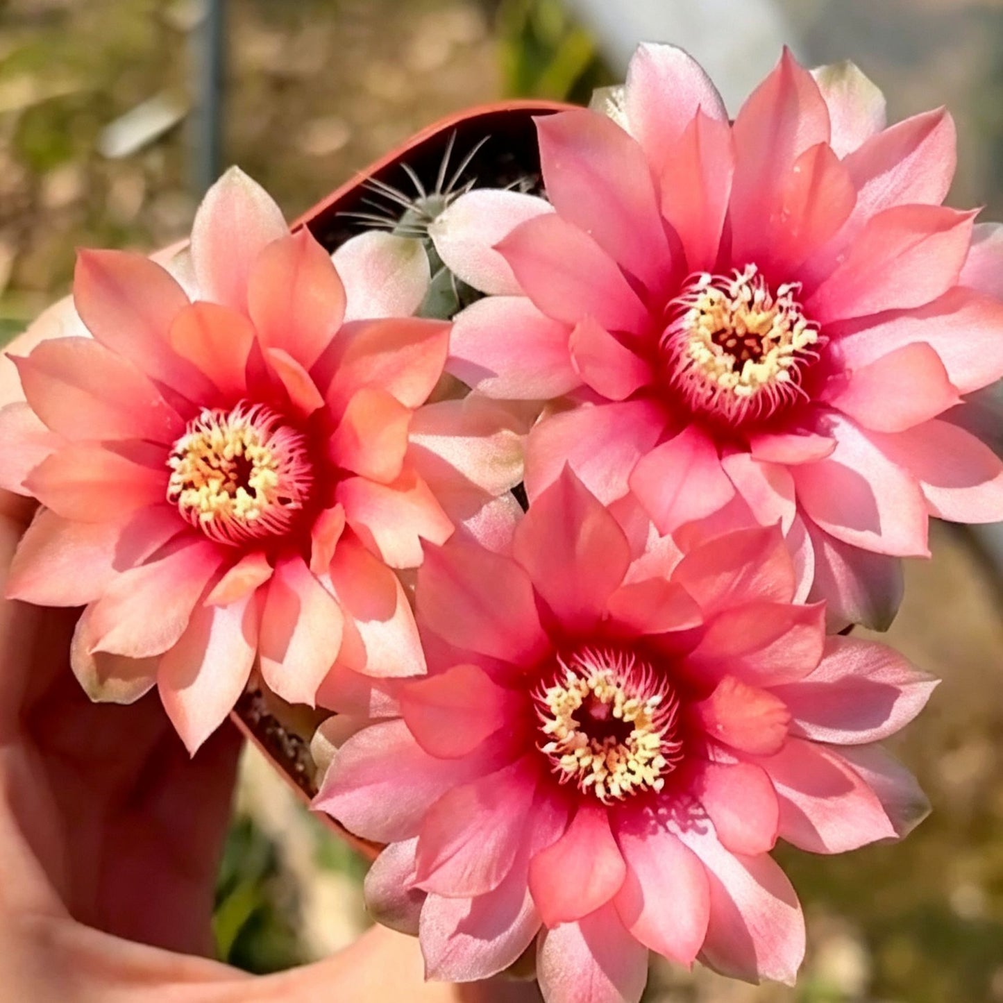 🌵 Spoznajte svojega novega najboljšega prijatelja – kaktus Gymnocalycium baldianum! 💕-SI