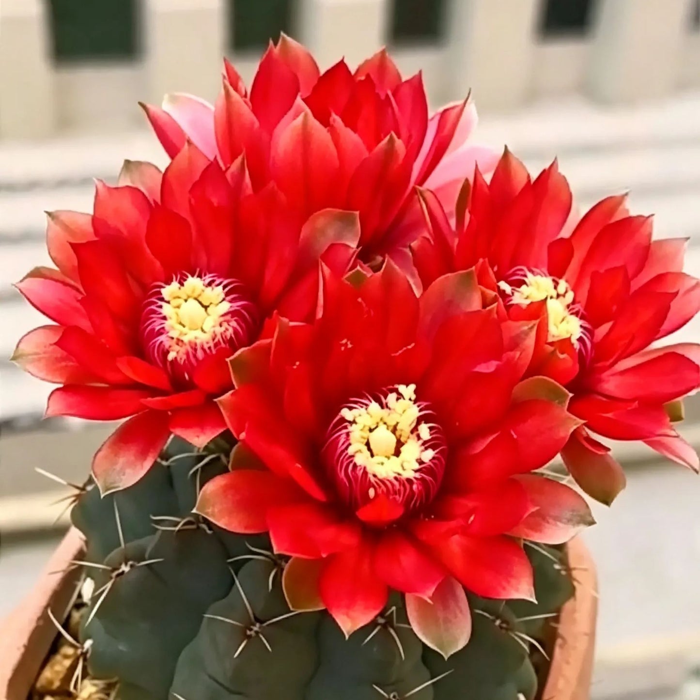 🌵 Spoznajte svojega novega najboljšega prijatelja – kaktus Gymnocalycium baldianum! 💕-SI