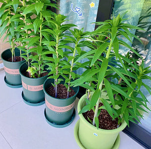 Črna magična lilija 🌺Čebuljice parfumskih lilij – sveže in sladke-SI