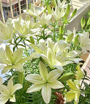 🌺Čebuljice lilij – sveže in sladke-SI