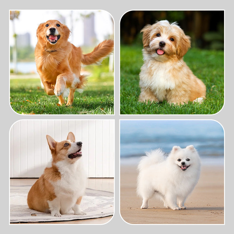 🐶2 para nedrsečih vodoodpornih pasjih nogavic-SI