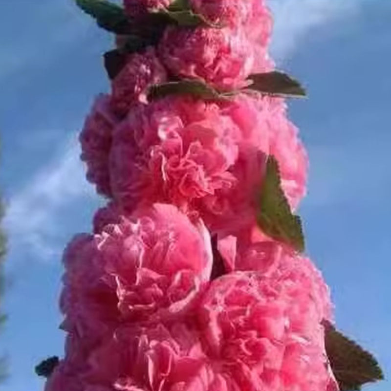 🌸Ανθοφόροι πολυετείς σπόροι μολόχας🌸-GR